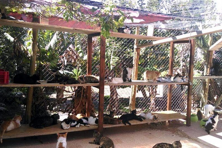 El Ayuntamiento de la Villa pone en marcha una campaa para controlar las colonias de gatos callejeros.